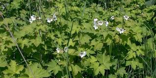 Attēlu rezultāti vaicājumam “Rubus parviflorus leaf”