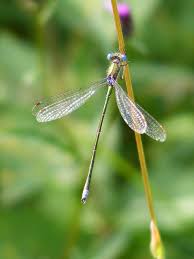 Attēlu rezultāti vaicājumam “Lestes virens”