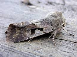 Attēlu rezultāti vaicājumam “Orthosia gothica”