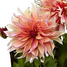 Image result for Dahlia x pinnata `Pompon Lilliput`