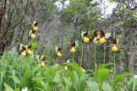 Attēlu rezultāti vaicājumam “Cypripedium calceolus”