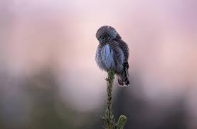 Attēlu rezultāti vaicājumam “Glaucidium passerinum”