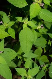 Attēlu rezultāti vaicājumam “Galeopsis tetrahit leaf”