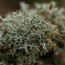 Attēlu rezultāti vaicājumam “Cladonia rangiferina”
