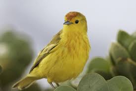 Image result for Dendroica petechia