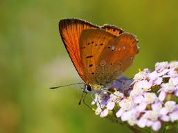 Attēlu rezultāti vaicājumam “Lycaena virgaureae male”