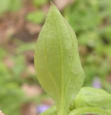 Attēlu rezultāti vaicājumam “Moehringia trinervia leaf”