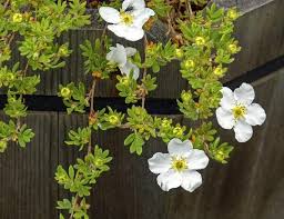 Attēlu rezultāti vaicājumam “Potentilla arenaria bud”