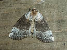 Attēlu rezultāti vaicājumam “Tetheella fluctuosa”