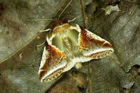 Attēlu rezultāti vaicājumam “Habrosyne pyritoides”