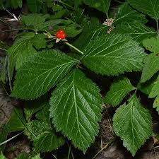 Attēlu rezultāti vaicājumam “Rubus saxatilis”