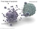 Final stage of apoptosis - Genetics Home Reference