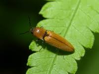 Attēlu rezultāti vaicājumam “Melanotus sp.”