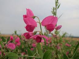Attēlu rezultāti vaicājumam “Lathyrus tuberosus flower”