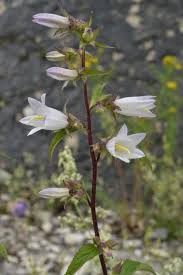 Attēlu rezultāti vaicājumam “Campanula trachelium bud”