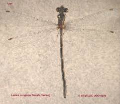 Attēlu rezultāti vaicājumam “Lestidae”
