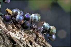 Attēlu rezultāti vaicājumam “Lamproderma arcyrioides macro”