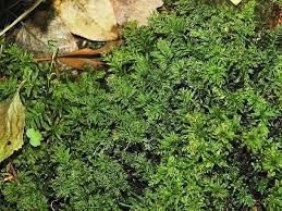 Attēlu rezultāti vaicājumam “Plagiomnium undulatum”