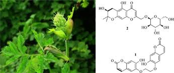 Attēlu rezultāti vaicājumam “Cicuta virosa”