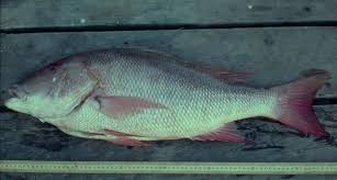 Image result for Lutjanus analis