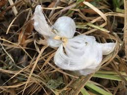 Attēlu rezultāti vaicājumam “Frost Flowers”