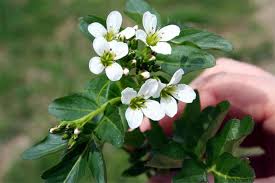 Attēlu rezultāti vaicājumam “Cardamine amara”