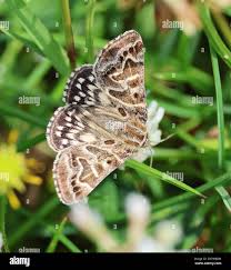 Attēlu rezultāti vaicājumam “Callistege mi”