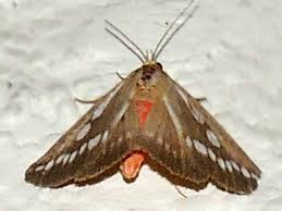 Attēlu rezultāti vaicājumam “Arctiidae”