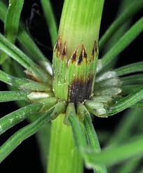 Attēlu rezultāti vaicājumam “Equisetum pratense”