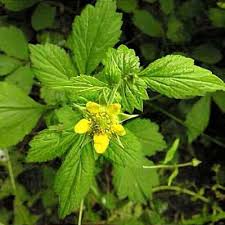 Attēlu rezultāti vaicājumam “Geum urbanum flower”