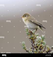 Attēlu rezultāti vaicājumam “Phylloscopus trochilus”