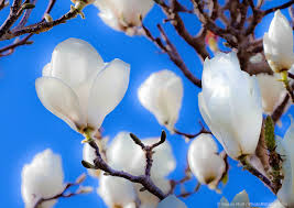 Attēlu rezultāti vaicājumam “Magnolia cylindrica flower”