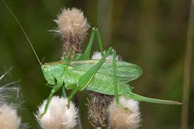 Attēlu rezultāti vaicājumam “Tettigonia cantans”