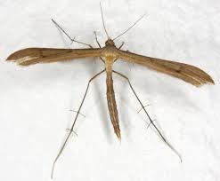 Attēlu rezultāti vaicājumam “Stenoptilia pterodactyla”