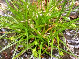 Attēlu rezultāti vaicājumam “Carex viridula”