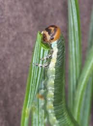 Attēlu rezultāti vaicājumam “Gilpinia”