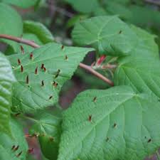 Attēlu rezultāti vaicājumam “Tilia x moltkei”