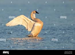 Attēlu rezultāti vaicājumam “Cygnus columbianus adult”