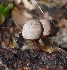 Attēlu rezultāti vaicājumam “Arcyria affinis spores”