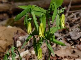 Attēlu rezultāti vaicājumam “Uvularia grandiflora”