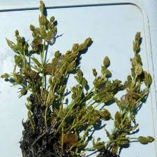 Attēlu rezultāti vaicājumam “Chara contraria”