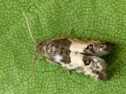 Attēlu rezultāti vaicājumam “Spilonota ocellana”