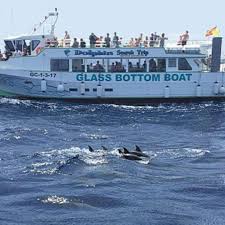 Image result for Dolphina Gc