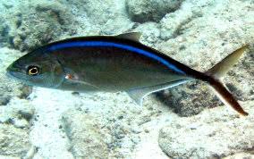 Image result for Caranx ruber