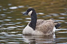 Attēlu rezultāti vaicājumam “Branta canadensis adult”