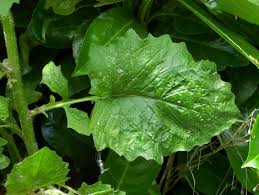 Attēlu rezultāti vaicājumam “Lapsana communis”