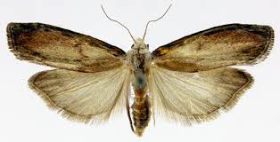 Attēlu rezultāti vaicājumam “Aphomia sociella male”