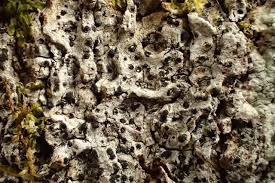 Attēlu rezultāti vaicājumam “Acrocordia gemmata”