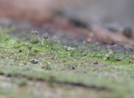 Attēlu rezultāti vaicājumam “Chaenotheca brachypoda”