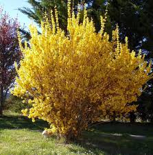 Attēlu rezultāti vaicājumam “Forsythia”